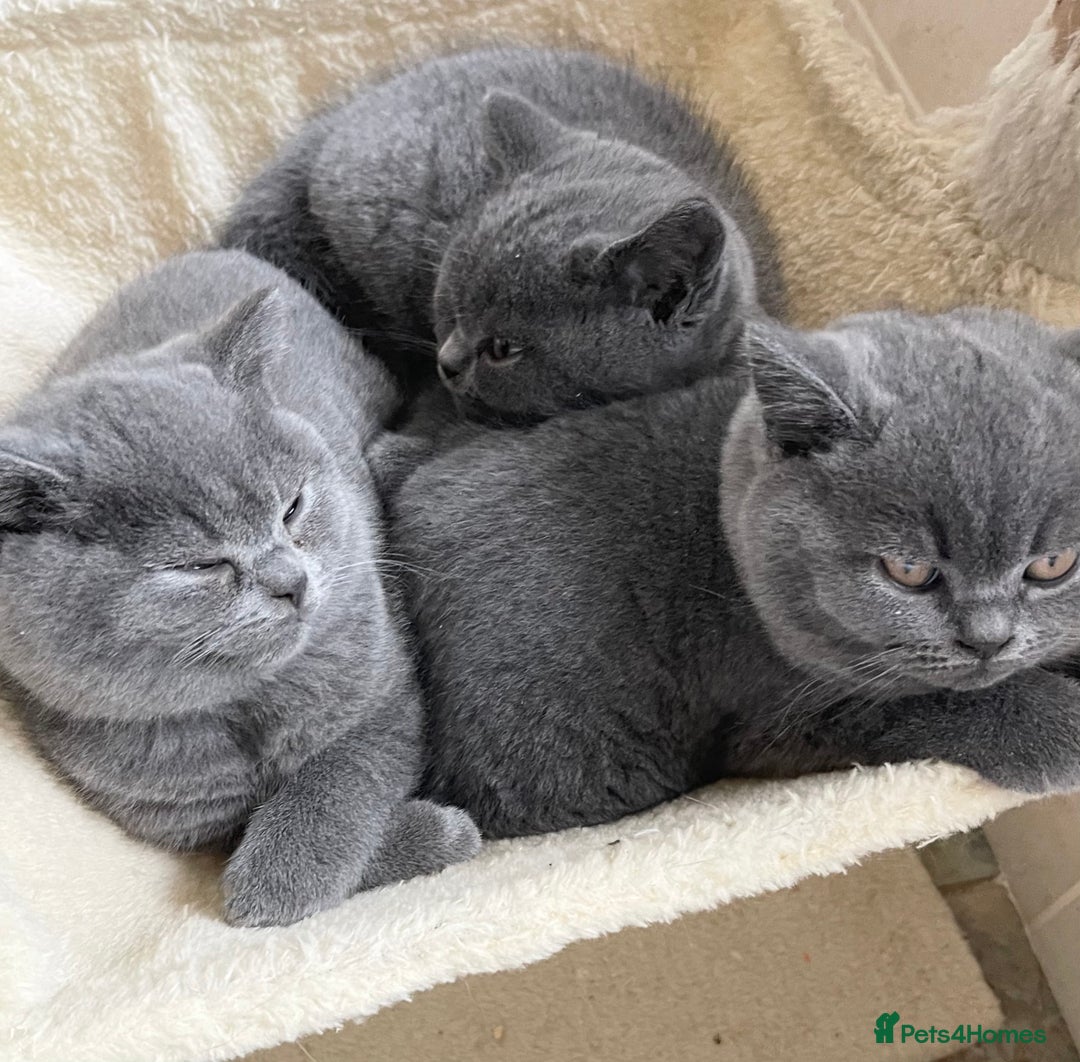 British Shorthair cats for sale: BRITISH SHORTHAIR KITTENS  - Image 1