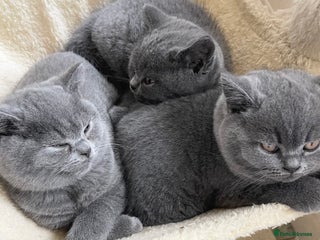 British Shorthair cats - Advert 19