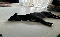 Mixed Breed dogs for sale: Bleu looking for new home - Image 3