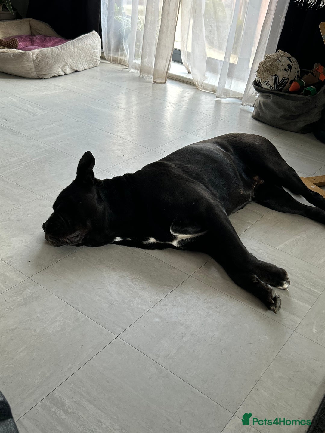 Mixed Breed dogs for sale: Bleu looking for new home - Image 3