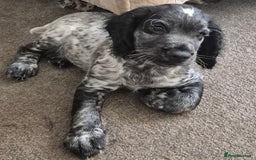 Cocker Spaniel dogs for sale: Blue roan cocker spaniel  - Image 5