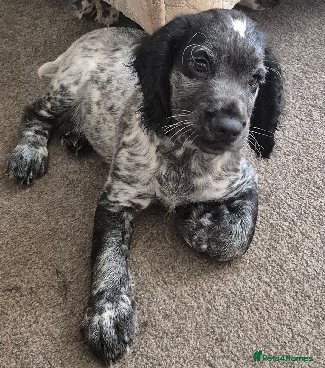 Cocker Spaniel dogs for sale: Blue roan cocker spaniel  - Image 5