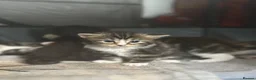 Mixed Breed cats for sale: Tuxedo mixed breed kittens  in Rotherham - Advert 3