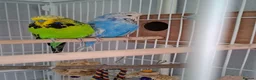 Cockatiels birds for sale: 2 Silly tame cockatiels proven show pair budgies  - Advert 1