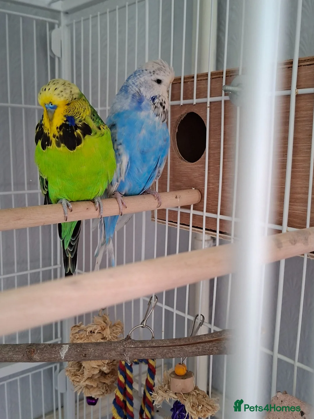 Cockatiels birds for sale: 2 Silly tame cockatiels proven show pair budgies  - Advert 1