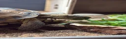 Tortoise reptiles for sale: Horsefield tortoise in Gateshead - Advert 7