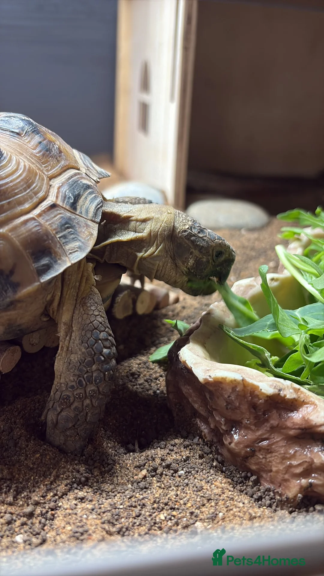 Tortoise reptiles for sale: Horsefield tortoise in Gateshead - Advert 7