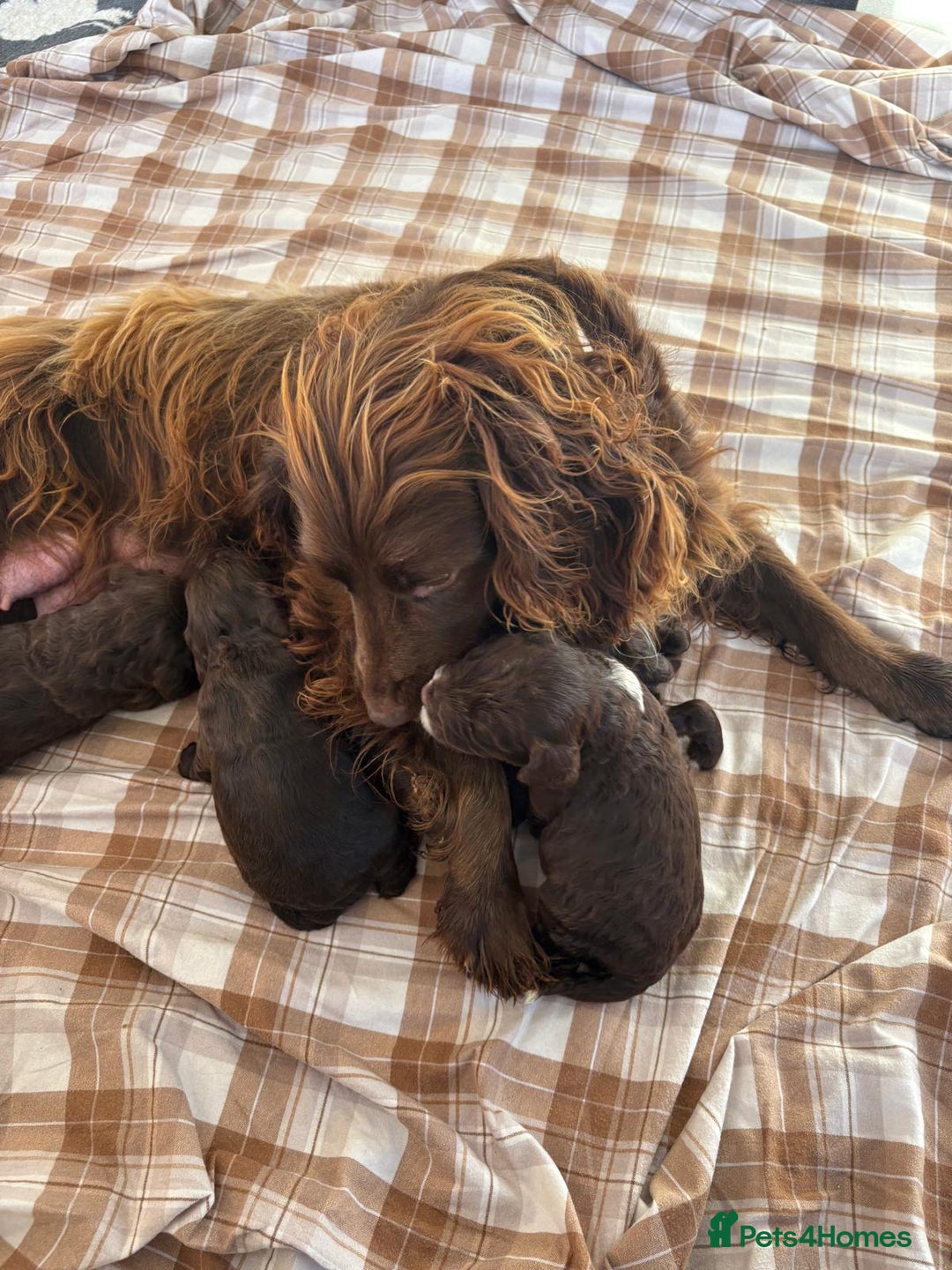 Cockapoo dogs for sale: Cockapoo puppies  - Advert 29