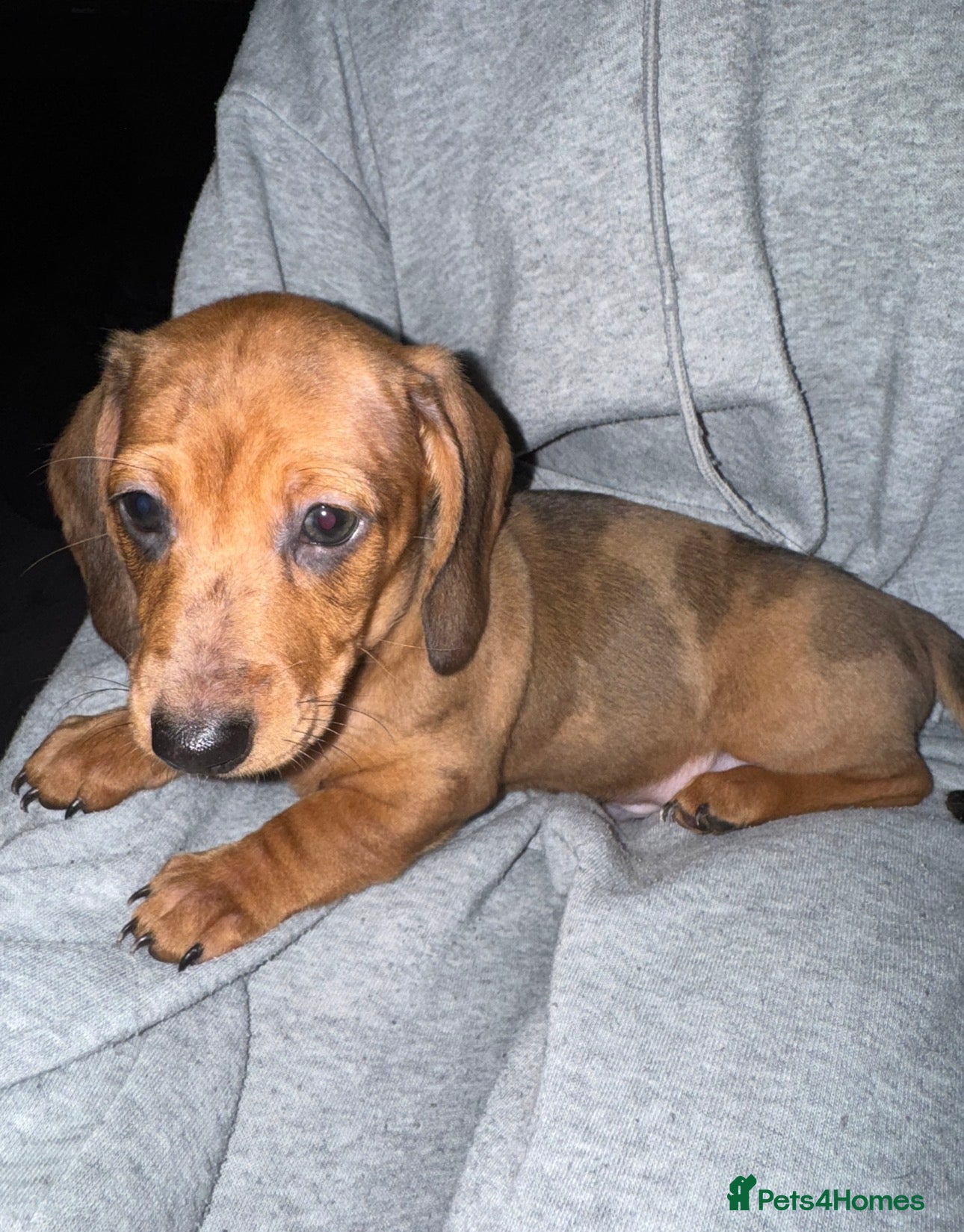 Miniature Dachshund dogs 3 Miniature Dachshund Puppies - Advert 4