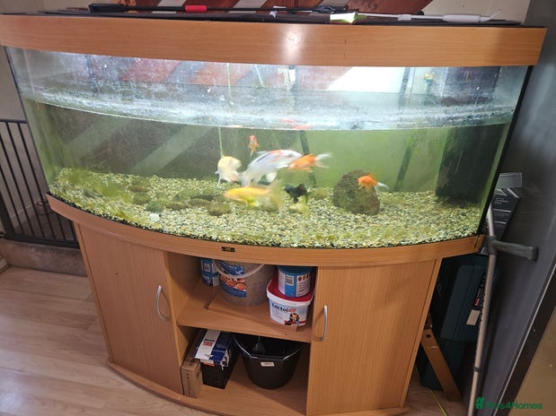 Fancy Goldfish fish - Advert 3