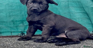Mixed Breed dogs - Advert 10