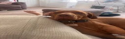 Hungarian Vizsla dogs for sale: Hungarian vizsla  - Advert 4