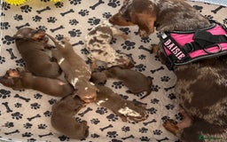 Miniature Dachshund dogs for sale: Miniature Dachshund stunning puppies  - Image 2