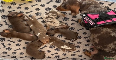Miniature Dachshund dogs - Advert 10