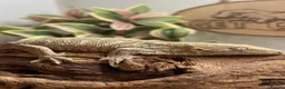 Gecko reptiles for sale: CB25 Pine Island Leachianus Gecko - Advert 5