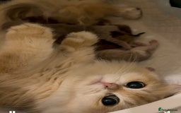 British Longhair cats for sale: Last Golden Chinchilla ny12 LH kitty - Image 17
