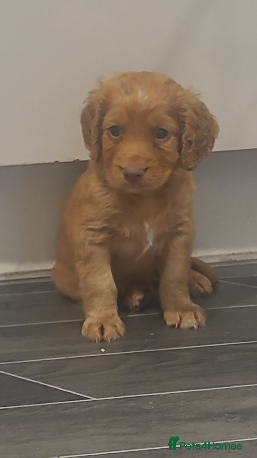 Cocker Spaniel dogs for sale: Working cocker spaniels READY NOW - Image 6