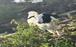 Goats livestock for sale: Pygmy and Pygmy cross bore babies - Image 3
