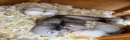 Ferret rodents for sale: Ferret kits in Rainham - Advert 3