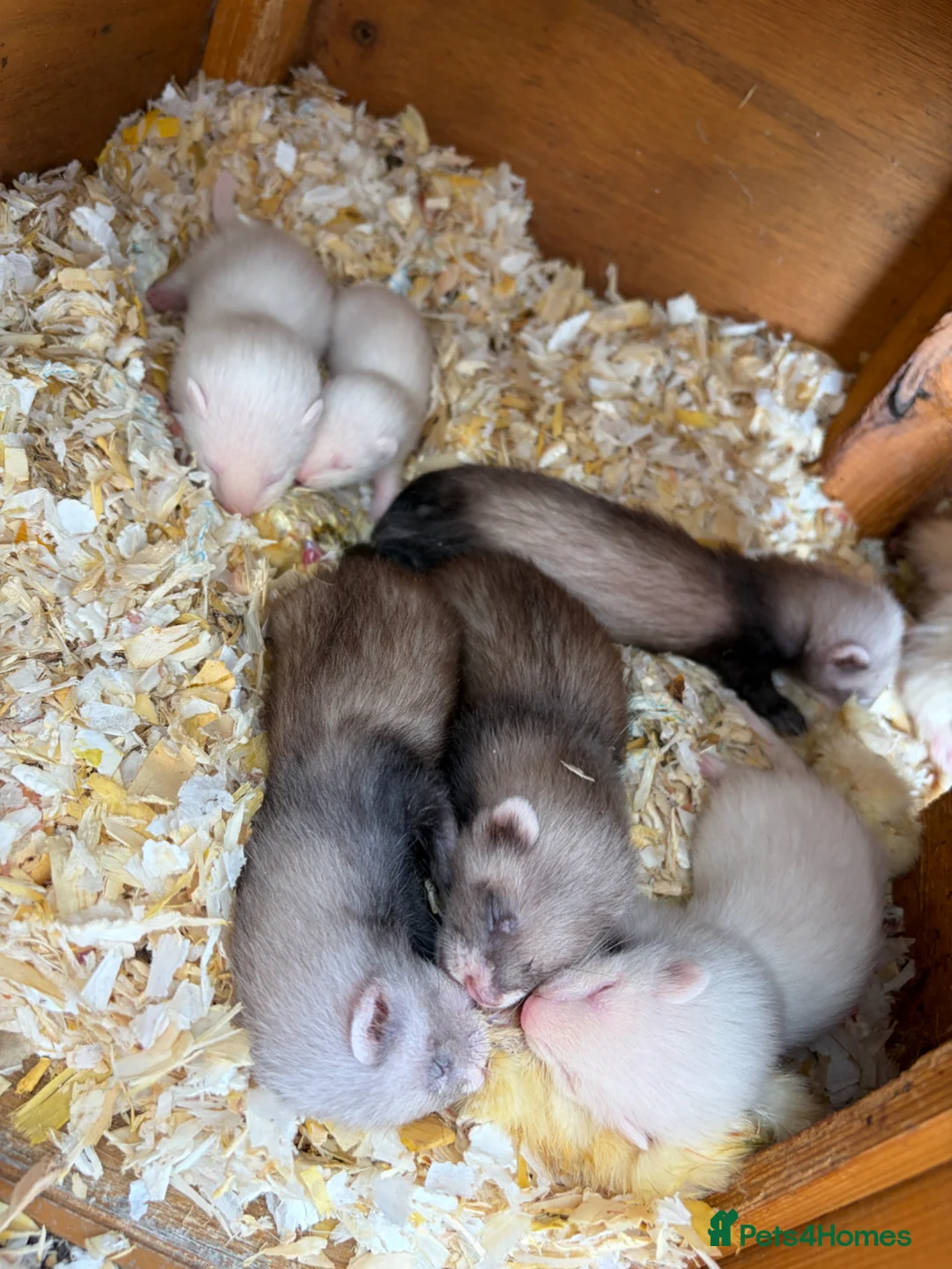 Ferret rodents for sale: Ferret kits in Rainham - Advert 3