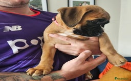 Boxer dogs for sale: Stunning kc reg boxer babies 2 girls remaining  - Image 8
