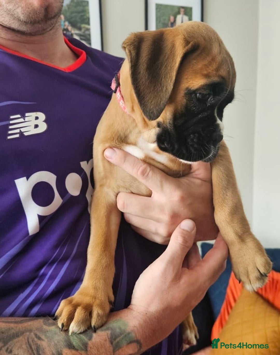 Boxer dogs for sale: Stunning kc reg boxer babies 2 girls remaining  - Image 8