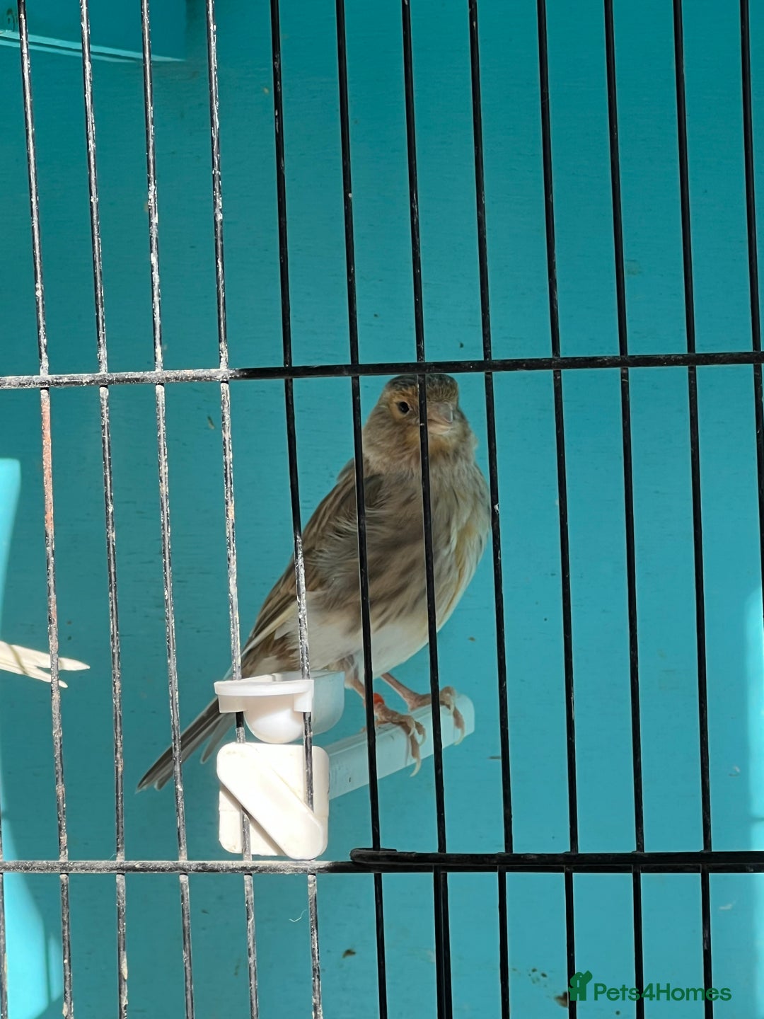 Canaries birds for sale: Young canaries  - Advert 18