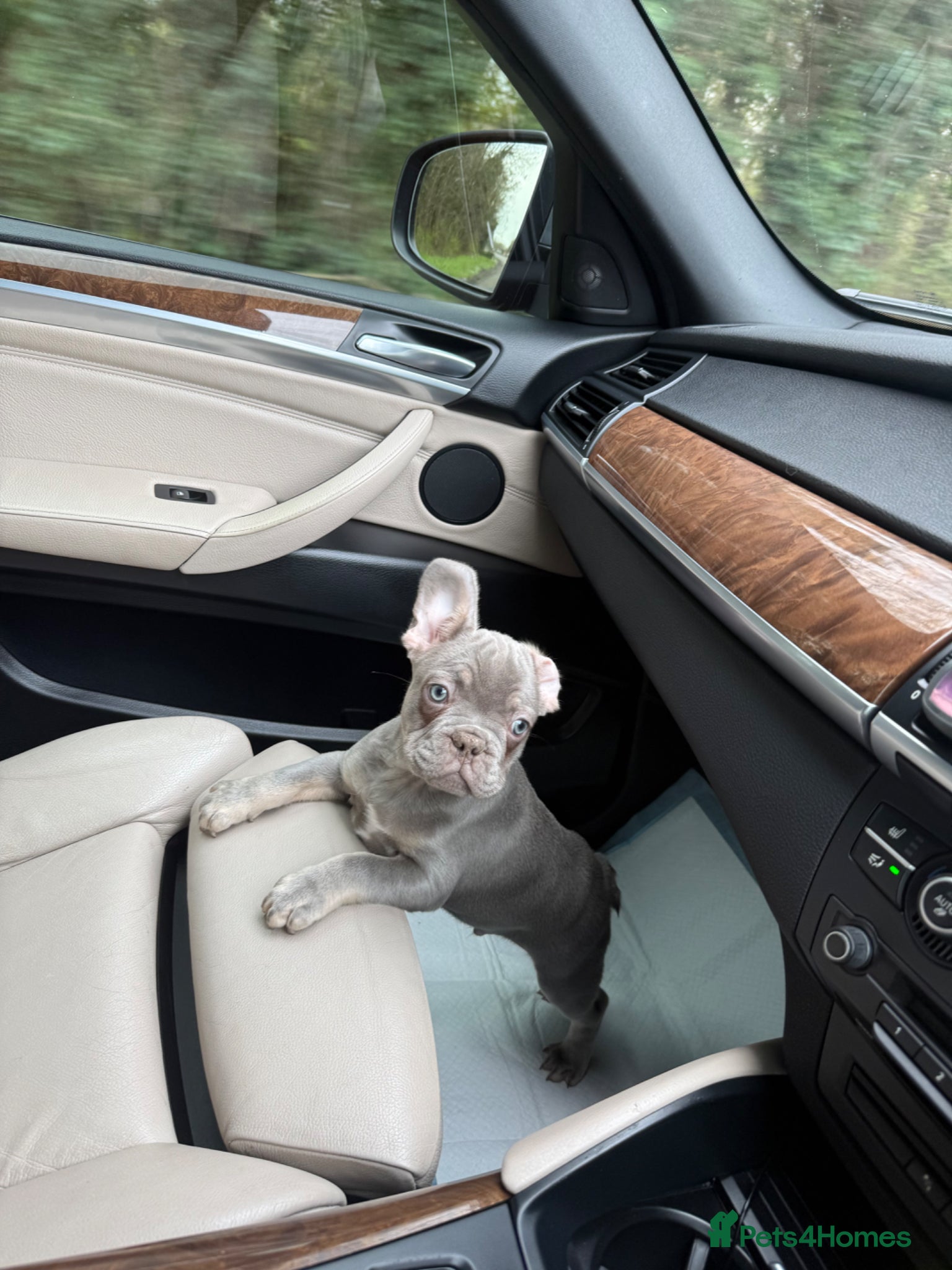 French Bulldog dogs ✨FrenchBulldog Puppy LilacTan Male Available Now!✨ - Advert 7