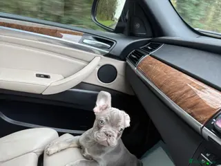 French Bulldog dogs ✨FrenchBulldog Puppy LilacTan Male Available Now!✨ - Advert 7