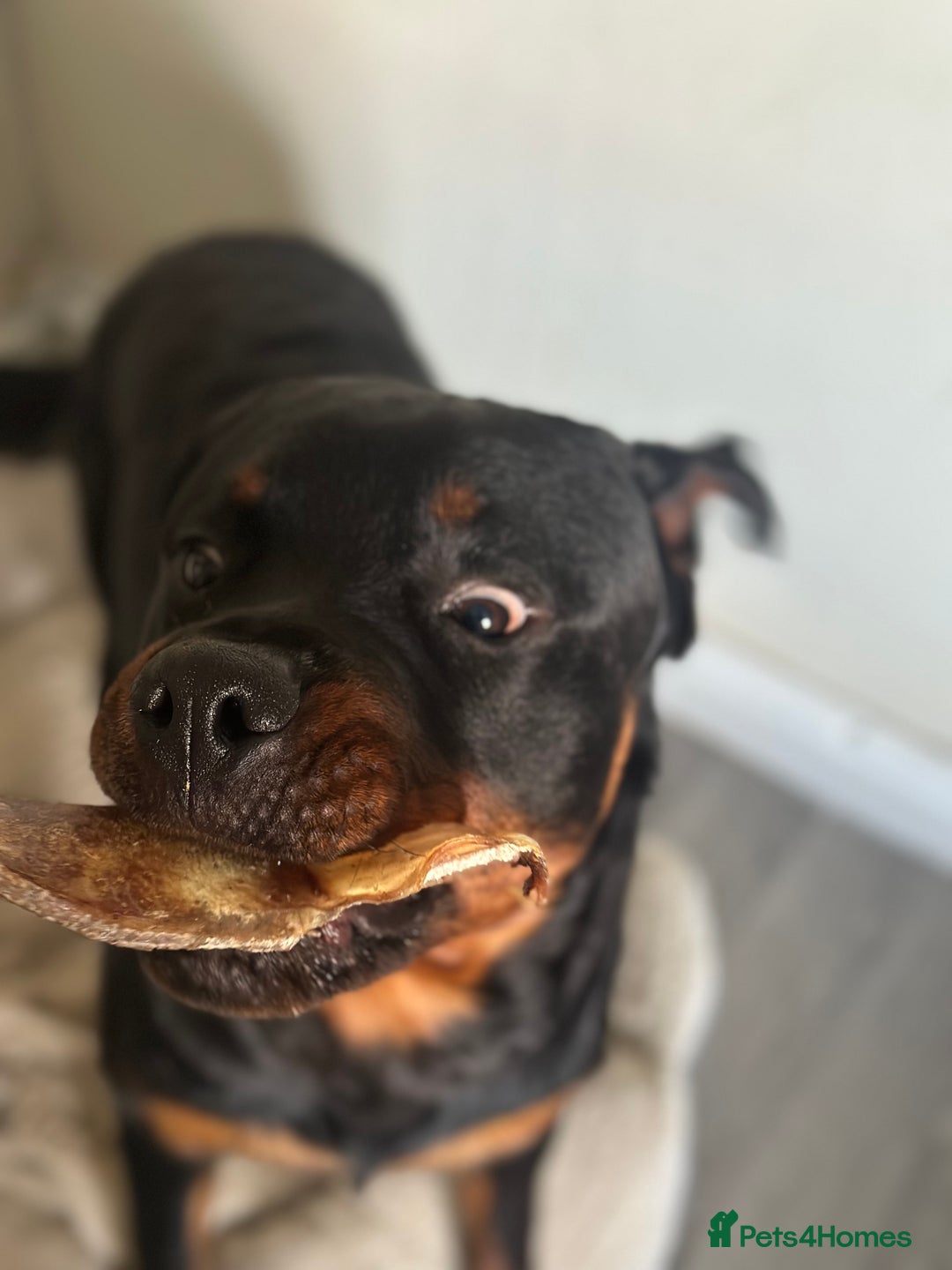 Rottweiler dogs for sale: 1 year old male Rottie for sale  - Advert 4