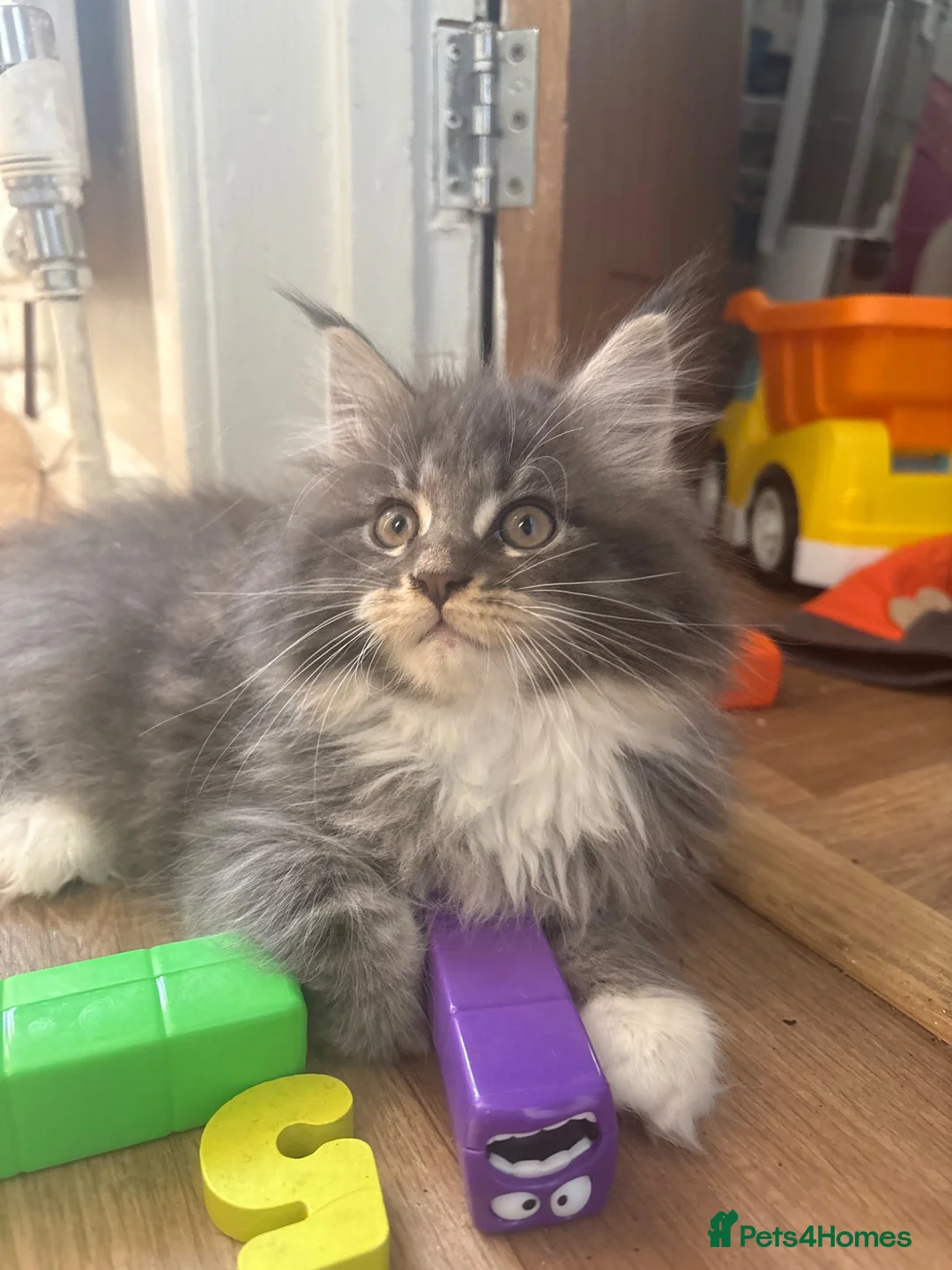 Maine Coon cats for sale: Maine coon kittens - Advert 1
