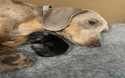 Miniature Dachshund dogs for sale: 🐾❤️ Precious Miniature Dapple Dachshunds ❤️🐾 - Image 2