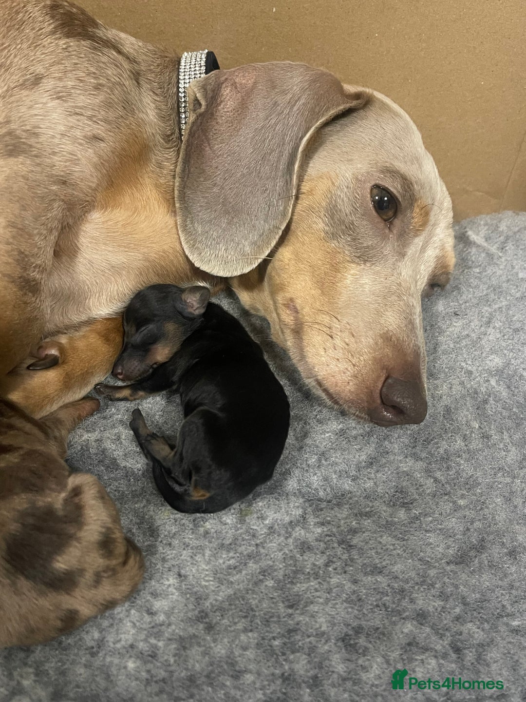 Miniature Dachshund dogs for sale: 🐾❤️ Precious Miniature Dapple Dachshunds ❤️🐾 - Image 2