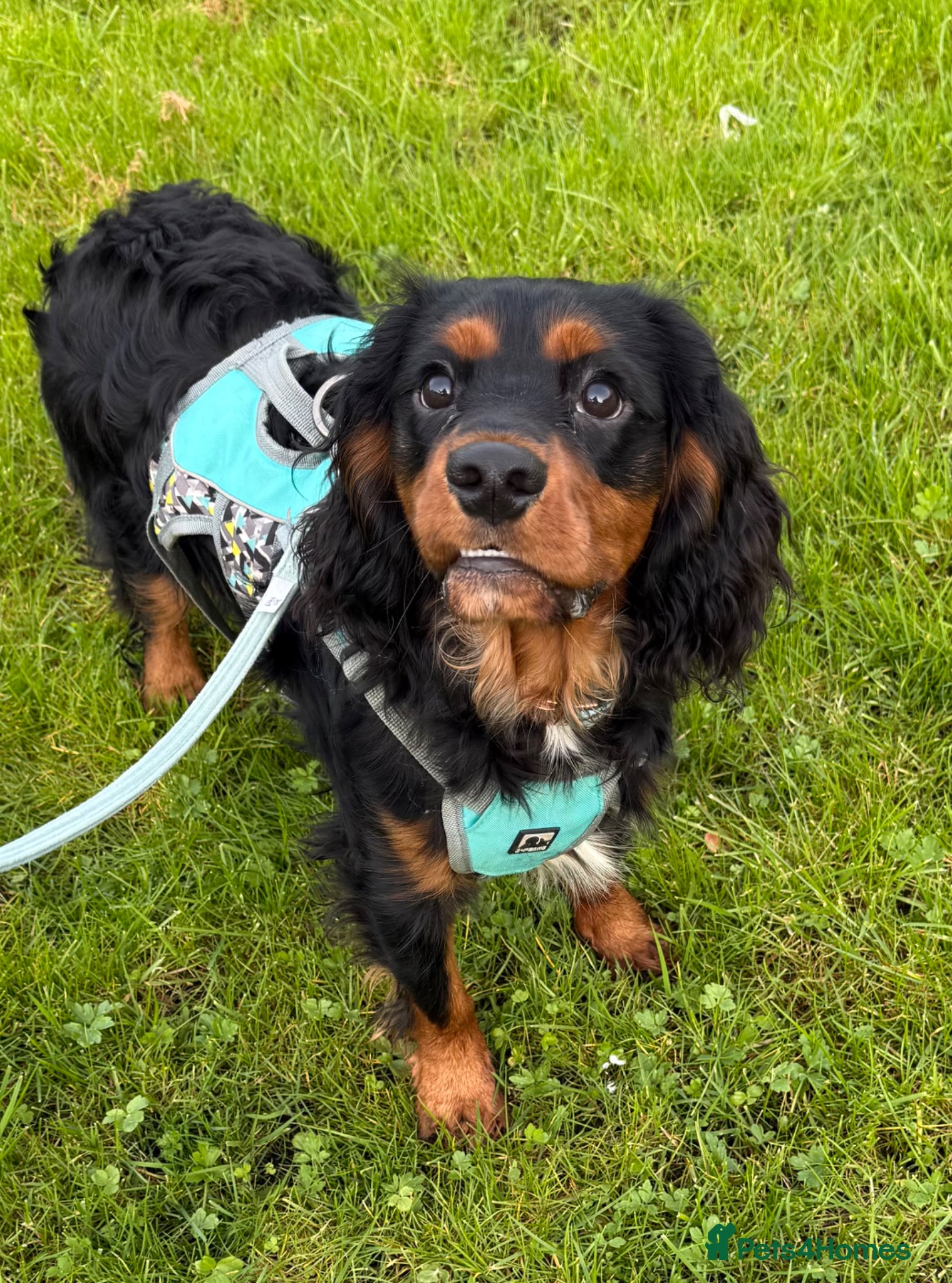 Cavalier King Charles Spaniel dogs Stunning KC male Cavalier  - Advert 1