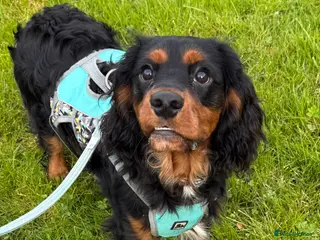 Cavalier King Charles Spaniel dogs for sale: Stunning KC male Cavalier - Advert 2