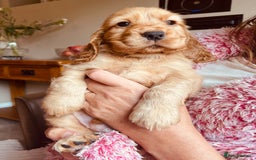Cocker Spaniel dogs for sale: Top quality fully health tested show cocker pups - Image 11