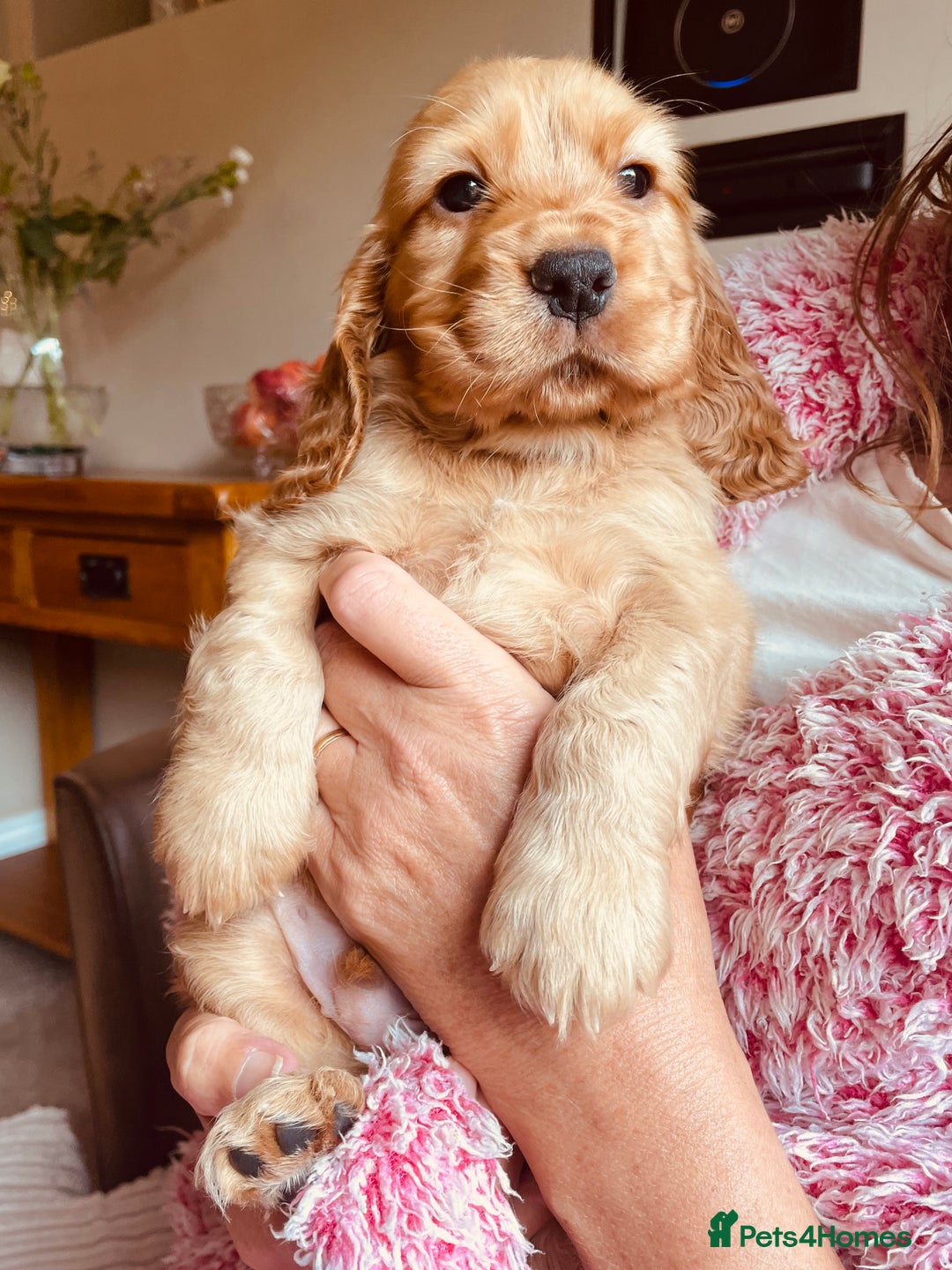 Cocker Spaniel dogs for sale: Top quality fully health tested show cocker pups - Image 11