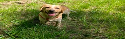 Mixed Breed dogs for adoption: Ian - setter mix puppy in Alfreton - Advert 2