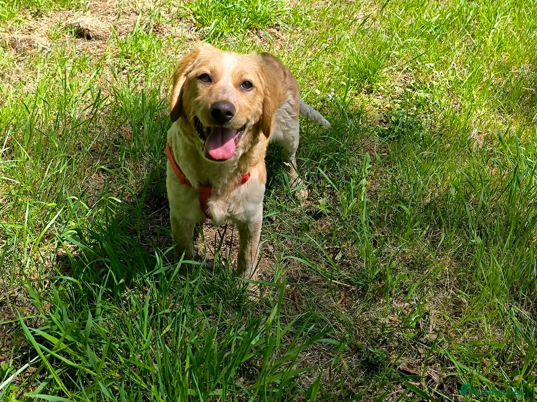 Mixed Breed dogs for adoption: Ian - setter mix puppy in Alfreton - Advert 2