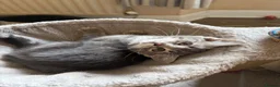 Mixed Breed cats for sale: Kittens Grey Females in Darlington - Advert 2