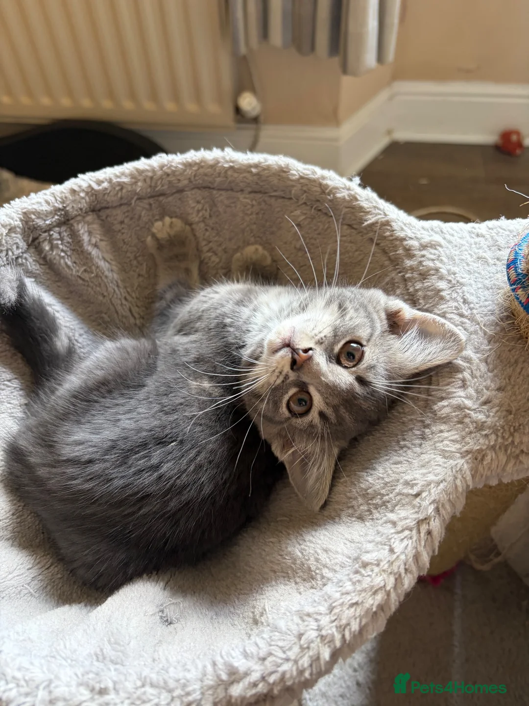Mixed Breed cats for sale: Kittens Grey Females in Darlington - Advert 2