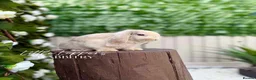 Mini Lop rabbits for sale: Young Mini Lop Male - Harlequin  - Advert 4