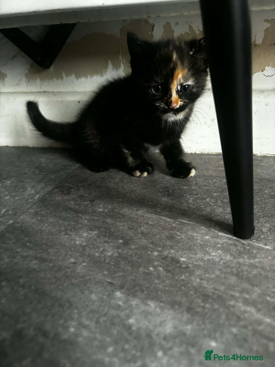 Mixed Breed cats for sale: Mainecoon bloodline - Advert 7