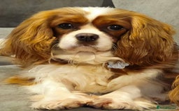 Cavapoo dogs for sale: Rare extensively health tested F1 cavapoos  - Image 4