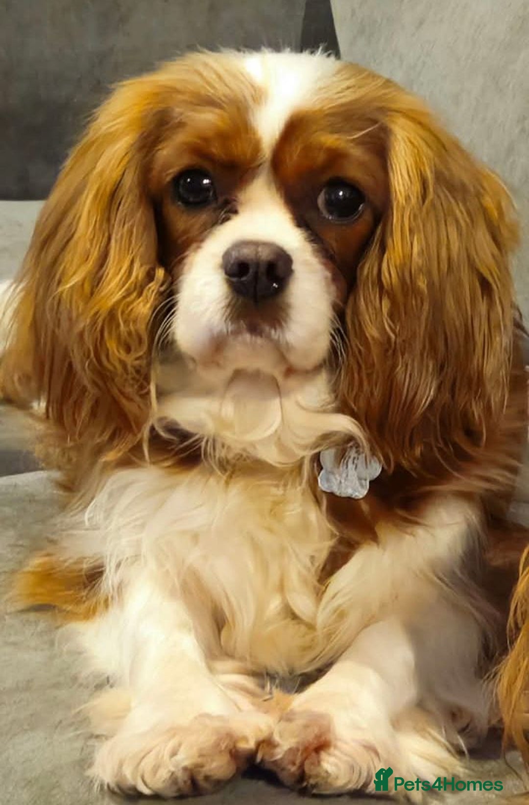 Cavapoo dogs for sale: Rare extensively health tested F1 cavapoos  - Image 4