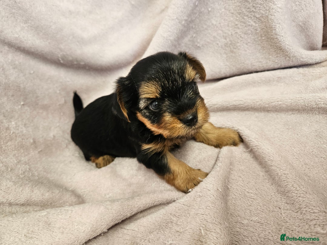 Yorkshire Terrier dogs for sale: ❤️ DNA Tested parents ❤️ Yorkie puppies  - Advert 28