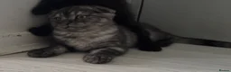 Scottish Fold cats for sale: Scottish Fold class & chinchilla Kittens Available - Advert 22