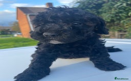 Maltipoo dogs for sale: F1B maltipoo - Image 20