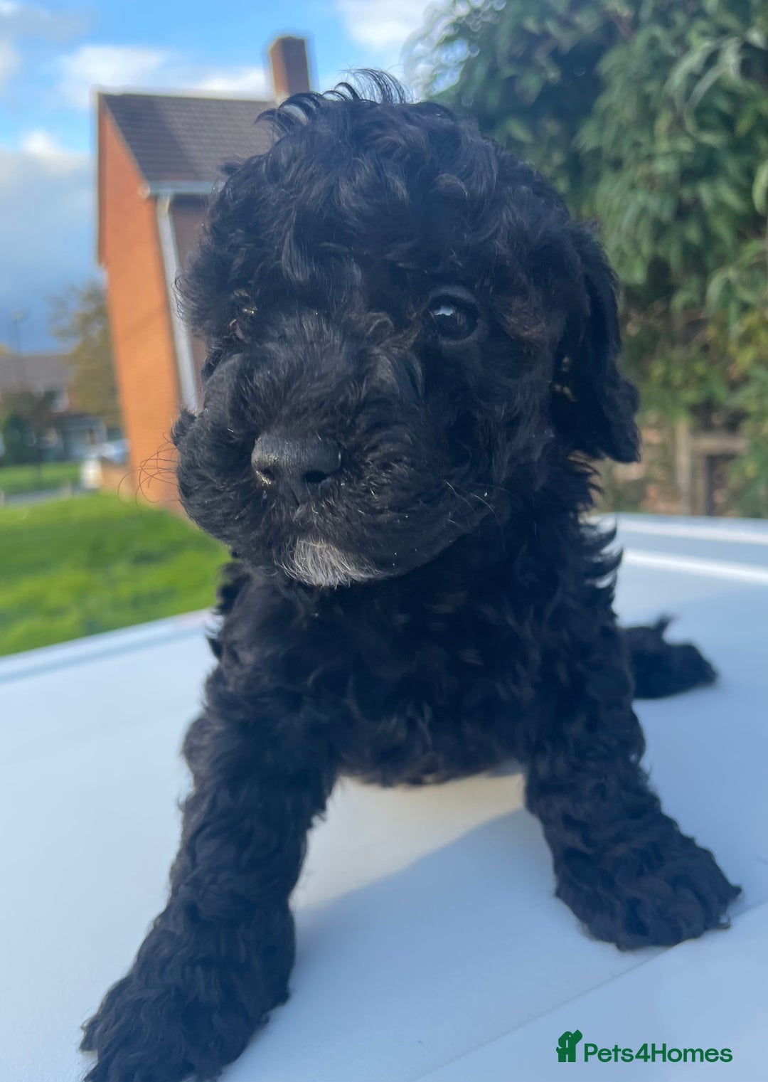 Maltipoo dogs for sale: F1B maltipoo - Image 20