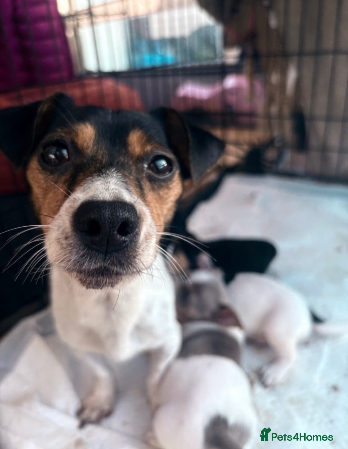Jack Russell dogs Jack russles  - Advert 1